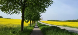 Rapsblütenzeit